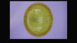 Discraft 2026 Paul Ulibarri Z Confetti Captain's Raptor