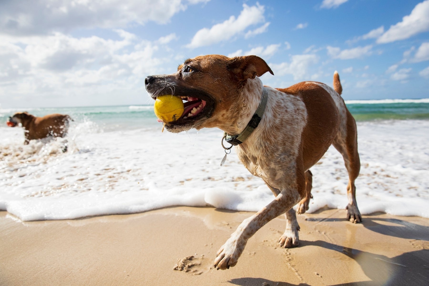 Waboba_Dog_LR23_1800x1800